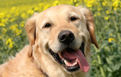 dog with tongue out